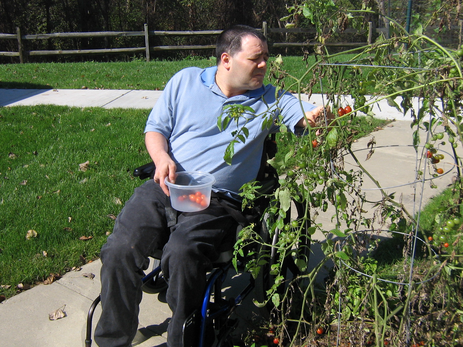 Verland resident picking tomatoes